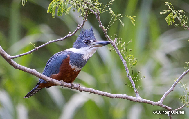 ringed_kingfisher