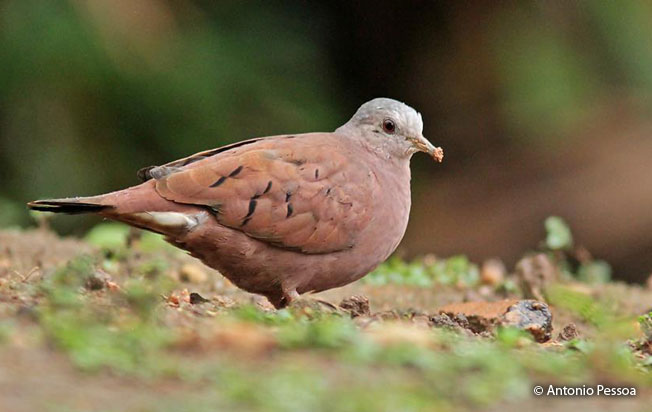 ruddy_ground-dove
