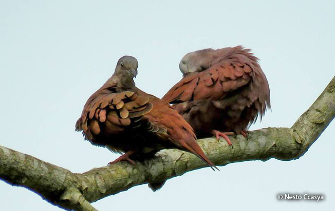 ruddy_ground-dove