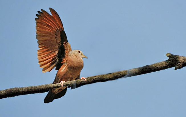 ruddy_ground-dove