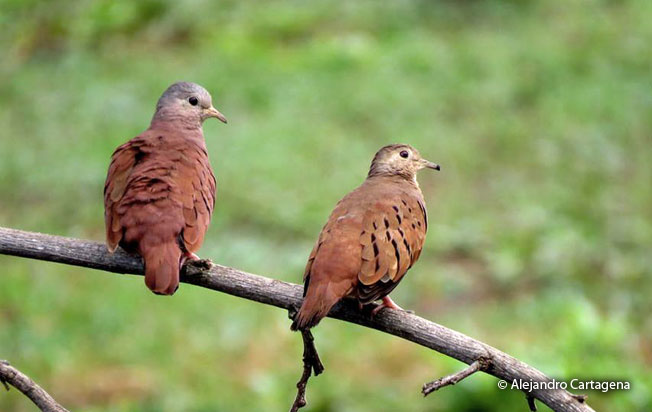ruddy_ground-dove