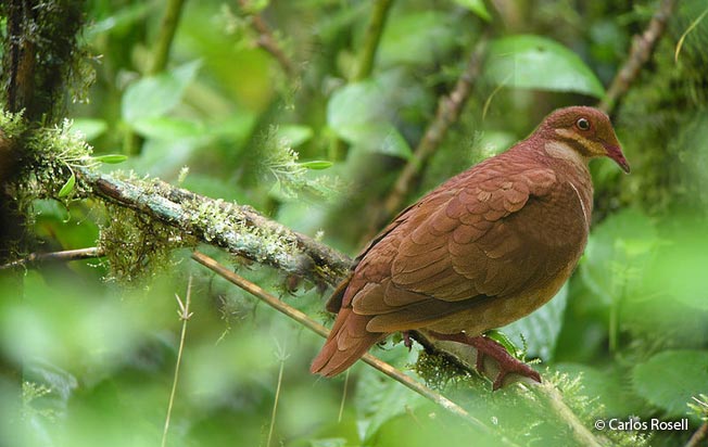 ruddy_quail-dove