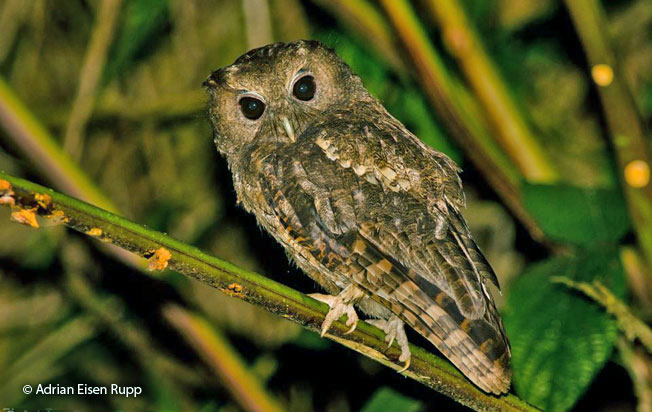 rufescent_screech-owl