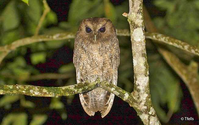 rufescent_screech-owl