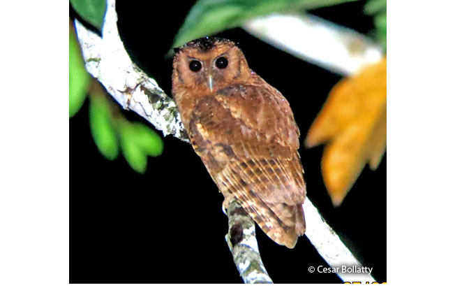 rufescent_screech-owl