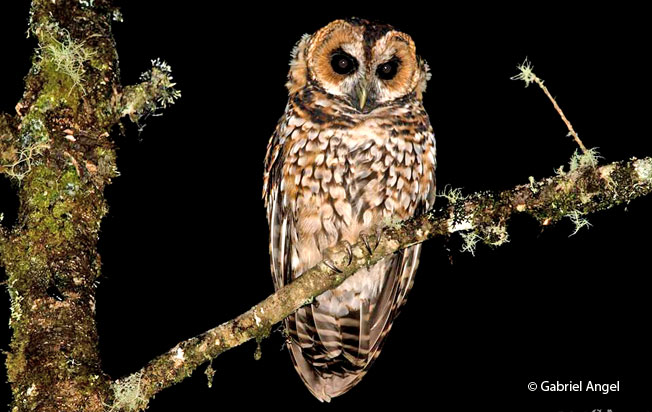 rufous-banded_owl