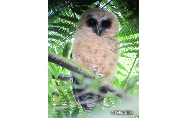 rufous-banded_owl