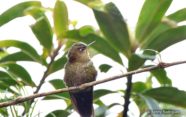 rufous-capped_thorntail