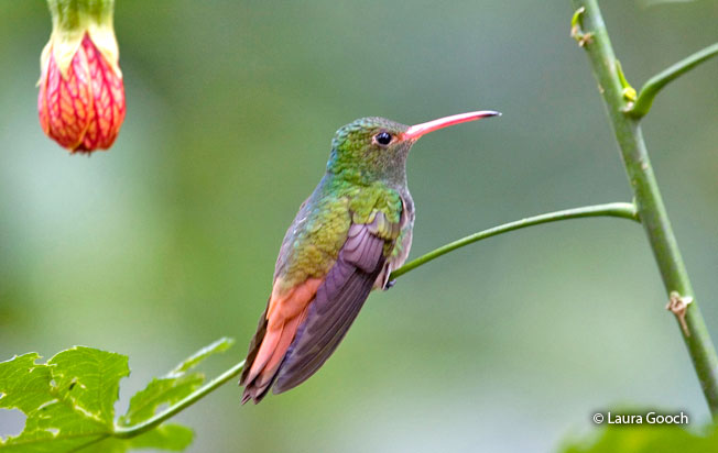 rufous-tailed_hummingbird