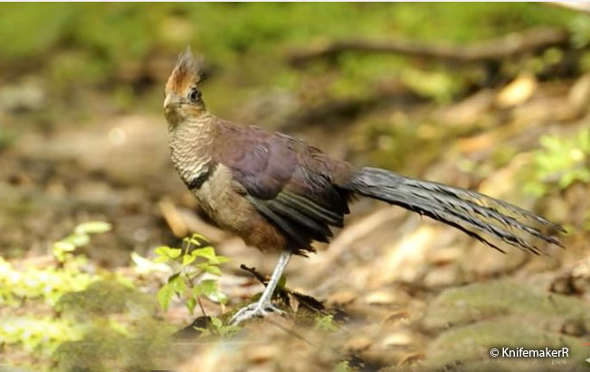 ufous-vented_ground-cuckoo