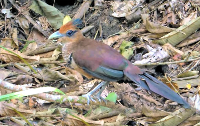 ufous-vented_ground-cuckoo