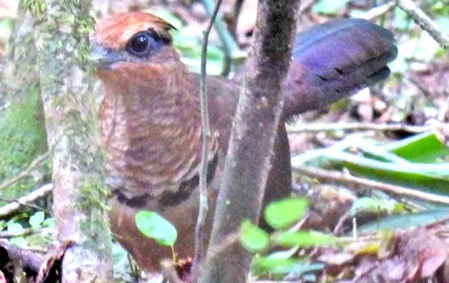 ufous-vented_ground-cuckoo