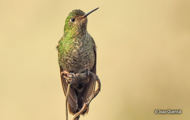 scaled-metaltail