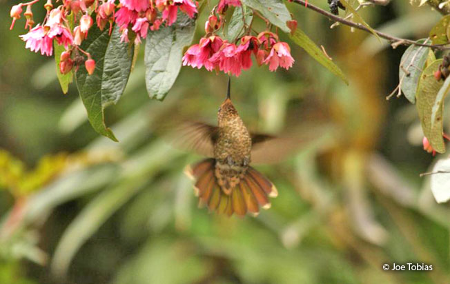 scaled-metaltail