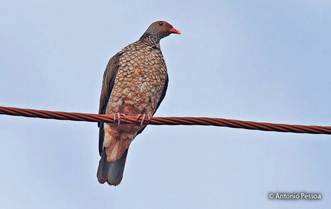 scaled-pigeon