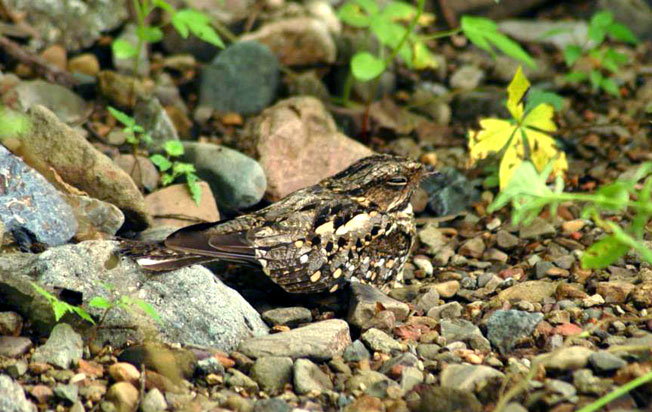 scrub_nightjar