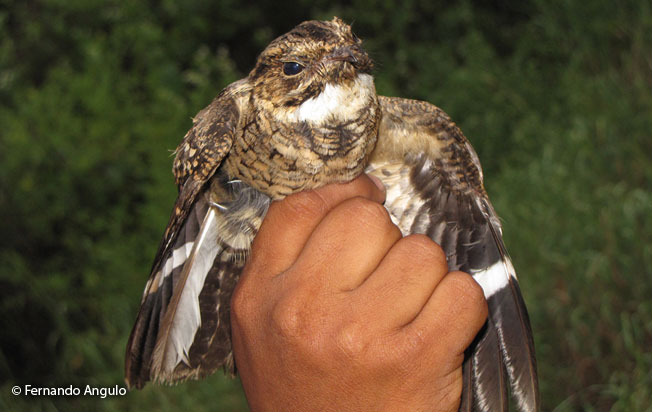 scrub_nightjar
