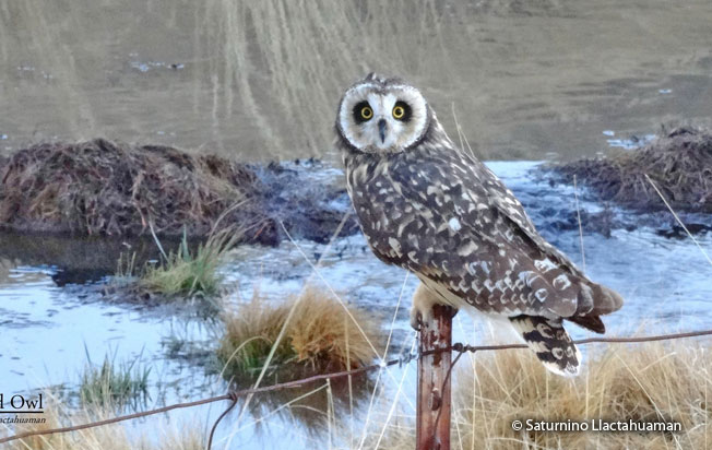 short-eared_owl