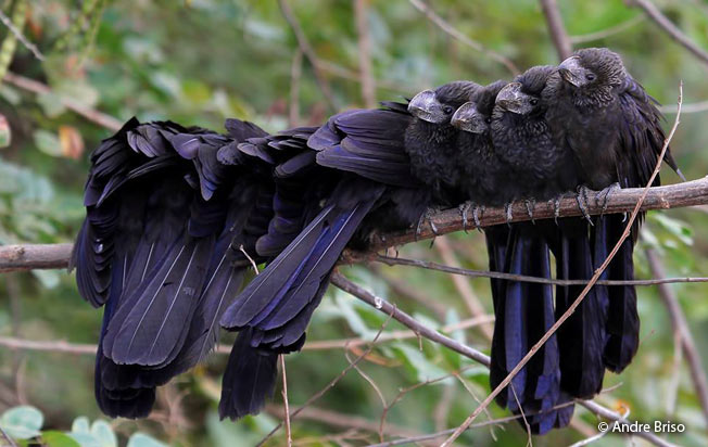 smooth-billed_ani