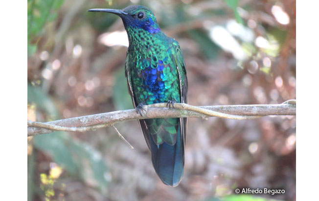 sparkling_violetear