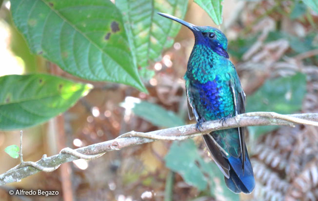 Sparkling Violet-ear Colibri coruscans in