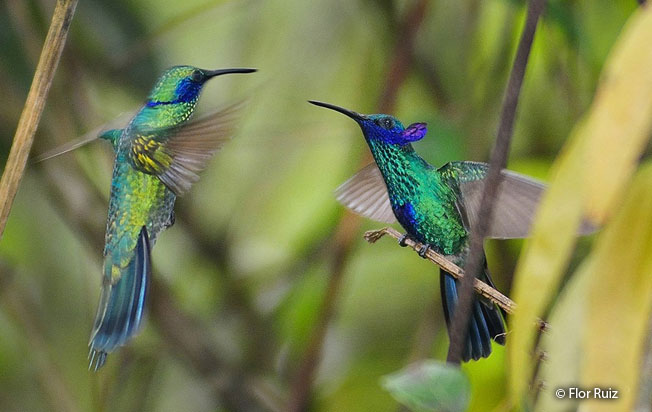 sparkling_violetear