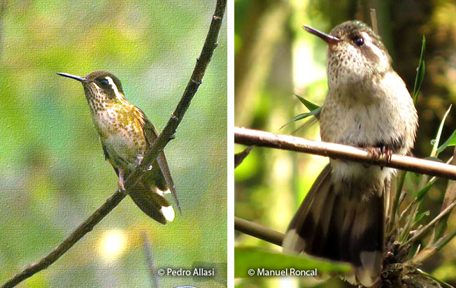 speckled_hummingbird