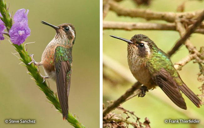 speckled_hummingbird