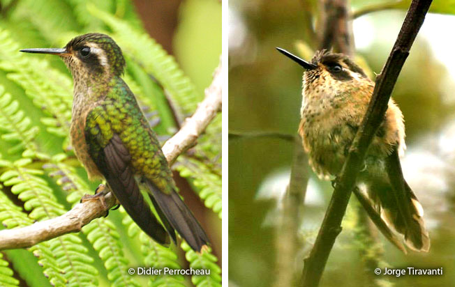 speckled_hummingbird