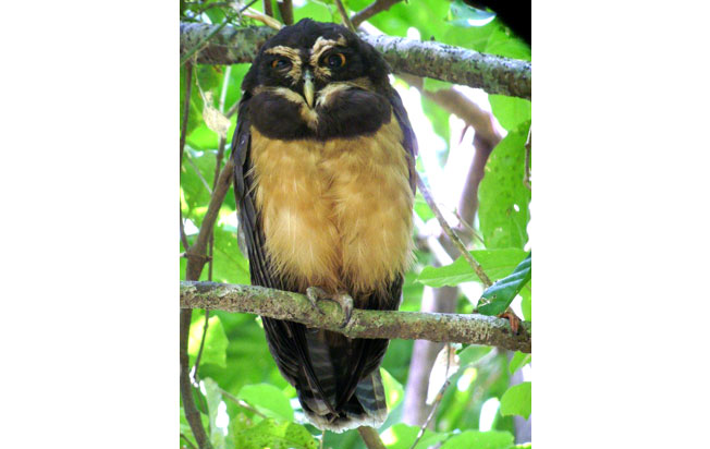 spectacled_owl