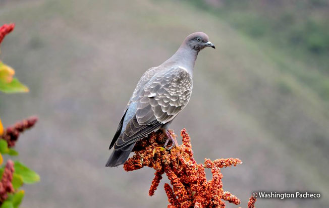 spot-winged_pigeon