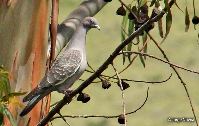 spot-winged_pigeon