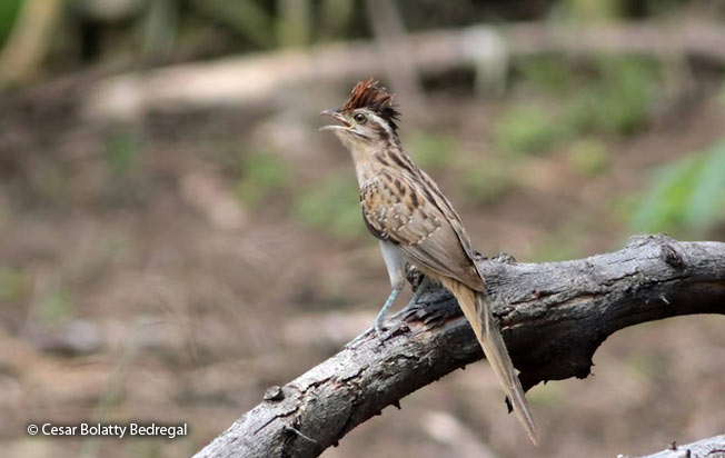 striped_cuckoo
