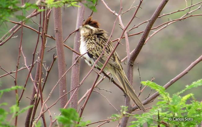 striped_cuckoo