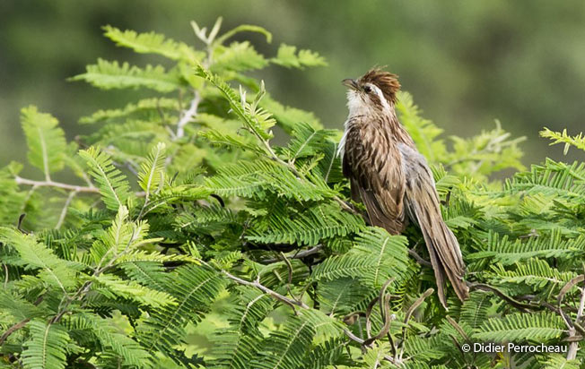 striped_cuckoo