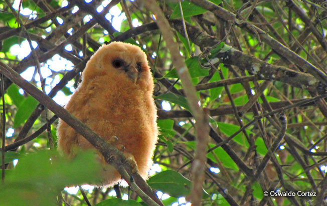 stygian_owl