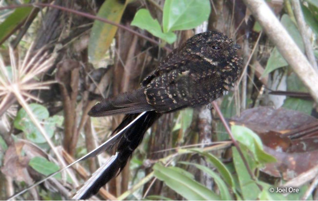 swallow-tailed_nightjar