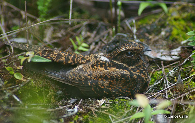 swallow-tailed_nightjar