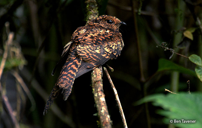 swallow-tailed_nightjar