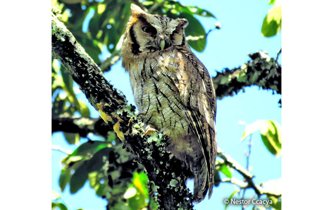 tropical_screech-owl