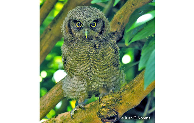 tropical_screech-owl