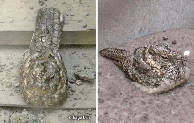 tschudi's_nightjar