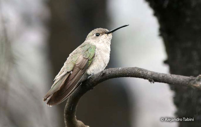 tumbes_hummingbird