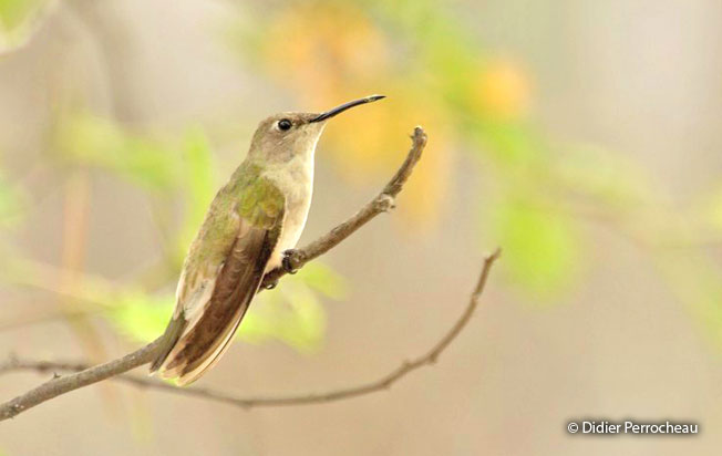 tumbes_hummingbird
