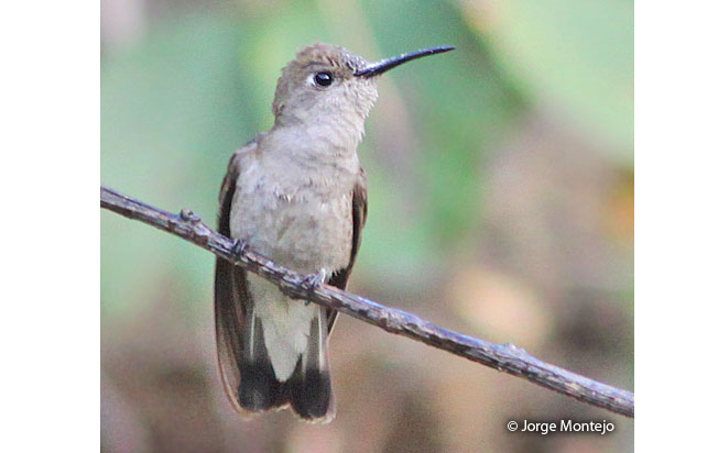 tumbes_hummingbird