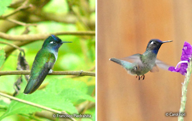 violet-headed_hummingbird