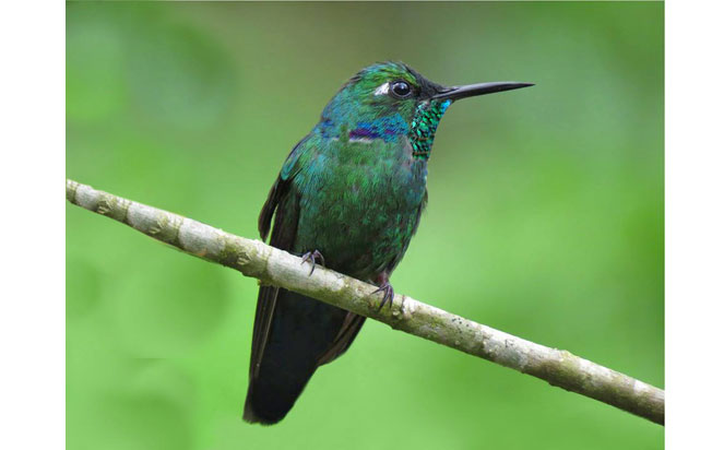 Geoffroy’s Daggerbill