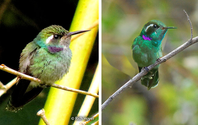 Geoffroy’s Daggerbill