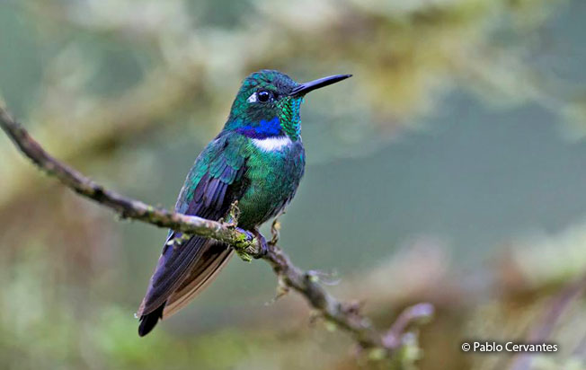 Geoffroy’s Daggerbill