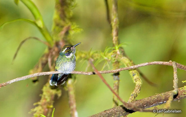 Geoffroy’s Daggerbill